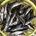 Frozen Whole Round Horse Mackerel